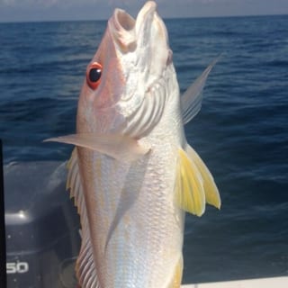 A beautiful fish caught on a charter