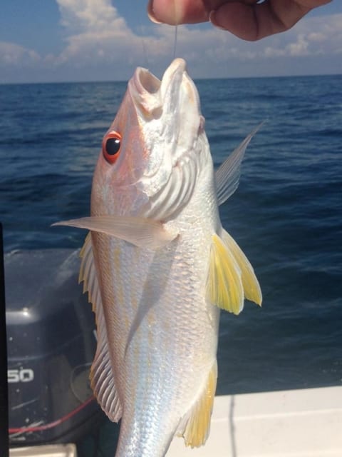 A beautiful fish caught on a charter