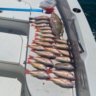 A selection of the types of fish we catch at Get Some Charters