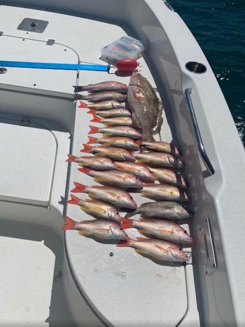 A selection of the types of fish we catch at Get Some Charters