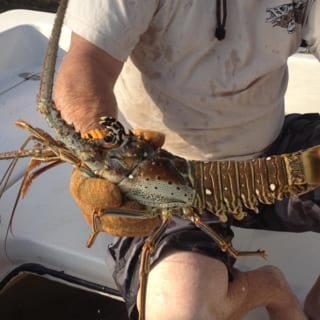 A lobster caught on a charter