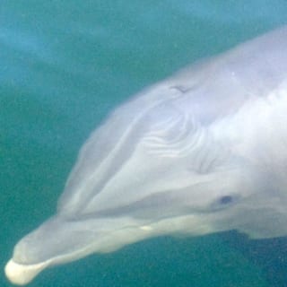 Closeup of a dolphin