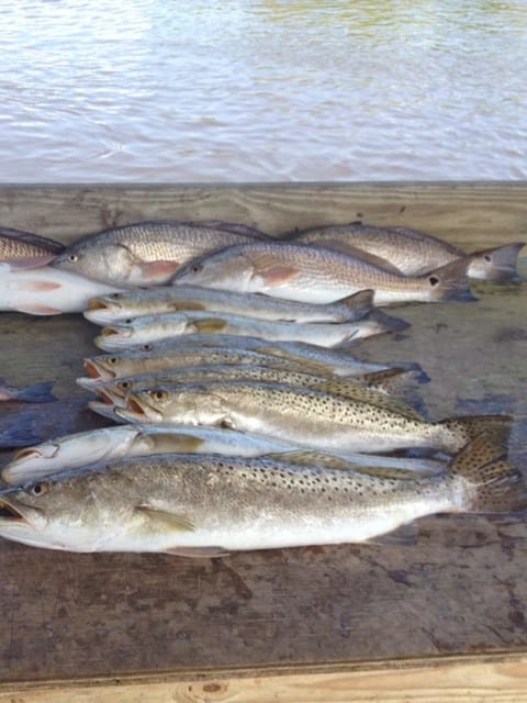 	Several fish lying on the dock