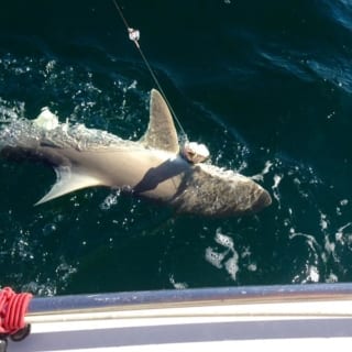In the process of catching a shark
