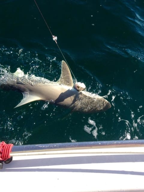 In the process of catching a shark