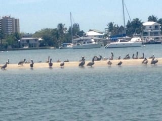 Pelicans on a sand bar