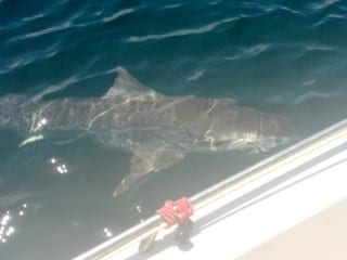 Shark at the edge of the boat