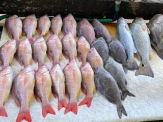 An assortment of fish caught at Get Some Charters